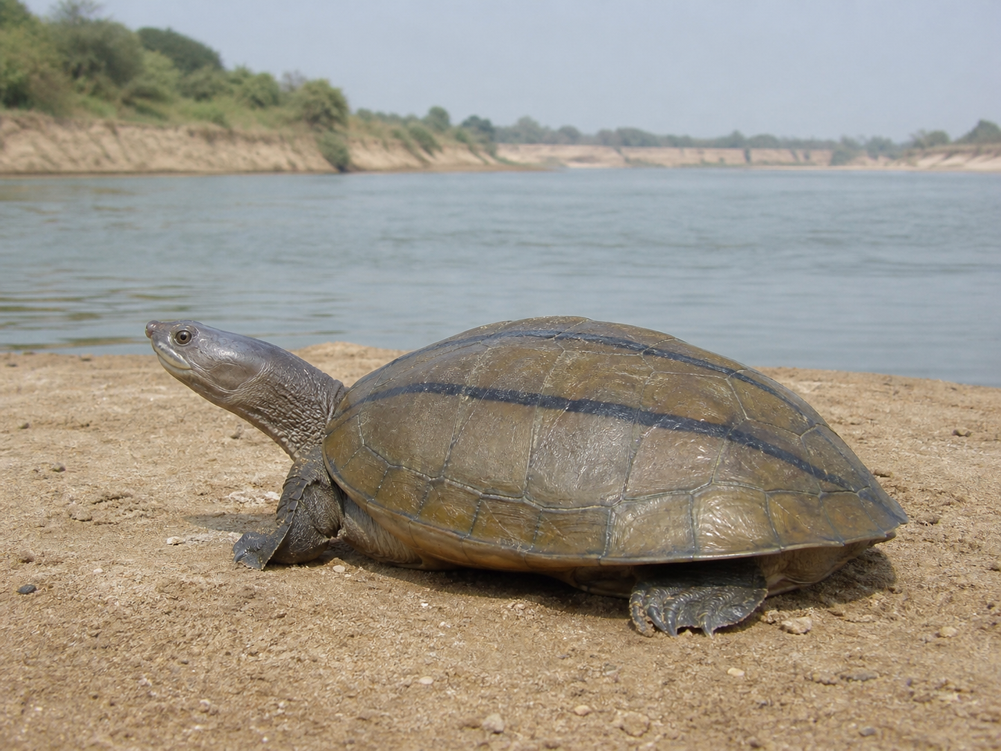 Three-striped Roofed Turtle on a northern Indian river sandbank