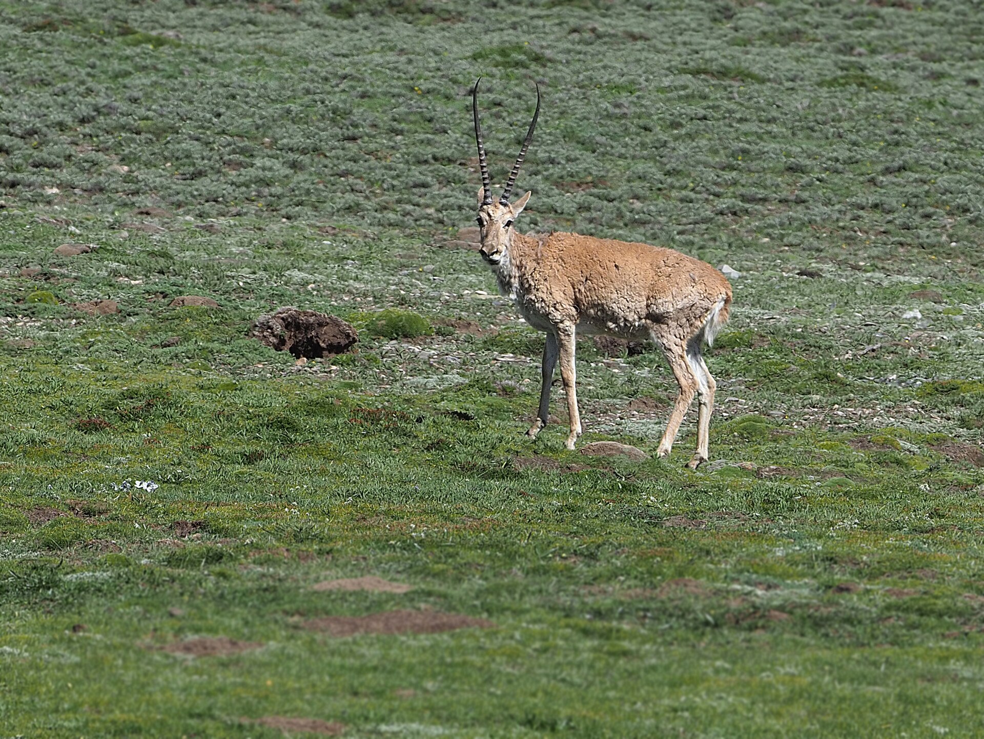 Tibetan Antelope or Chiru on the high-altitude plateau