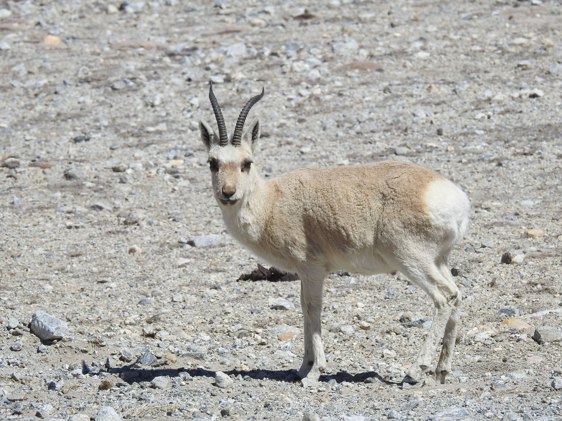 Tibetan Gazelle, Procapra picticaudata