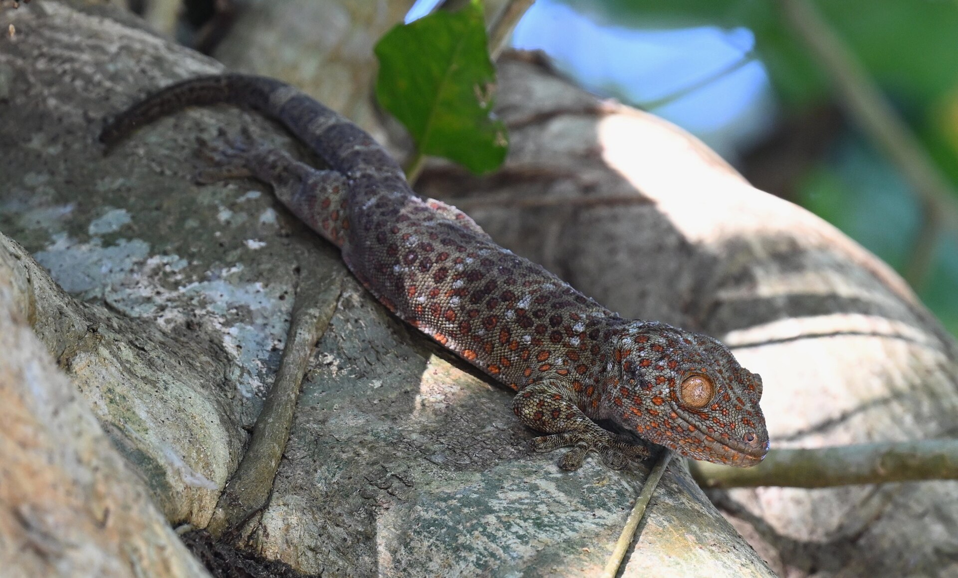 Tokay Gecko, Gekko gecko