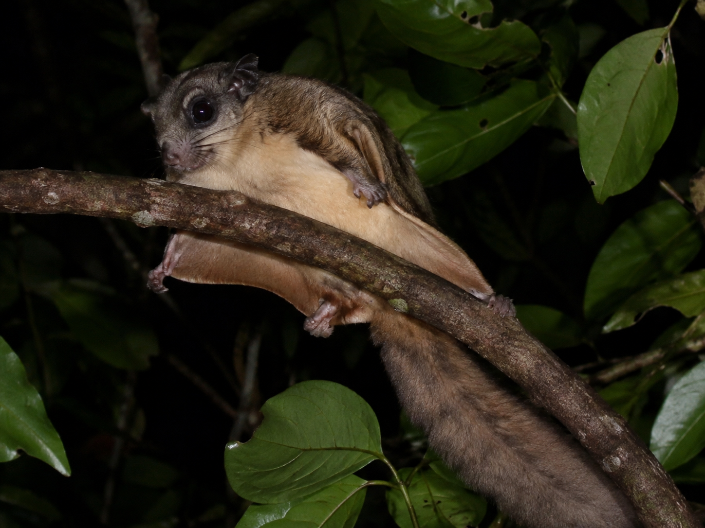 Travancore Flying Squirrel perched on a branch in a Western Ghats forest at night