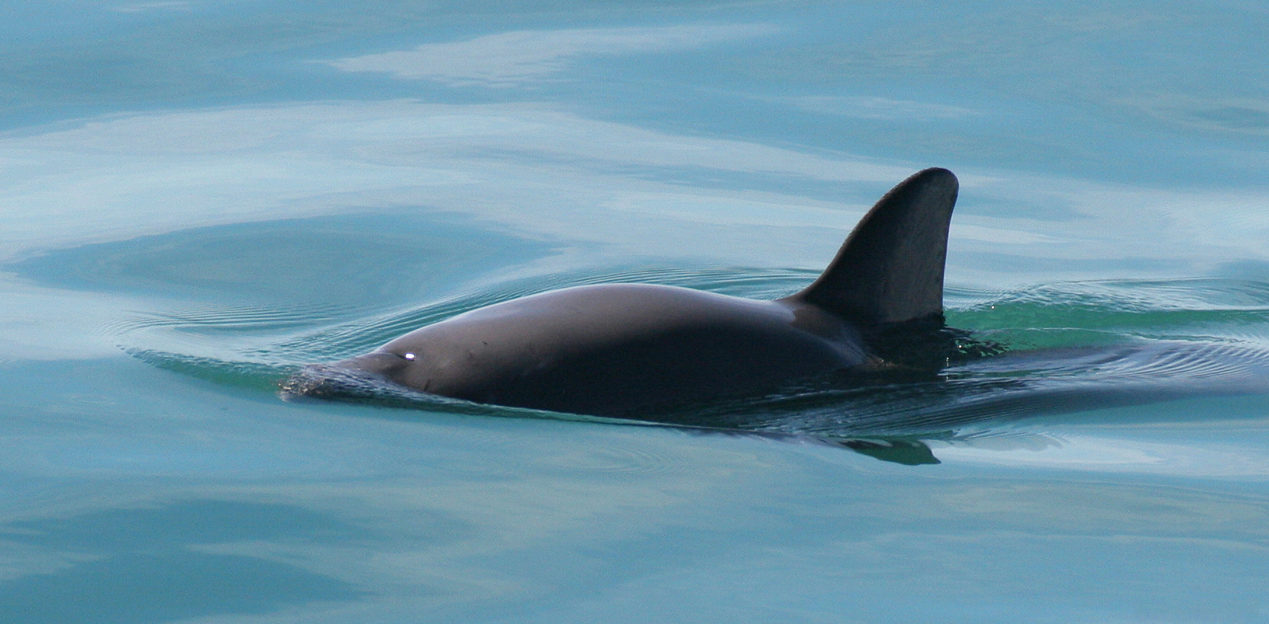 Vaquita surfacing in the Gulf of California