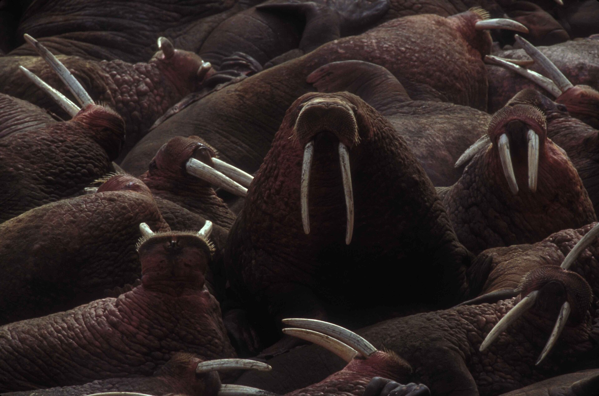 Walruses resting together in Arctic coastal habitat
