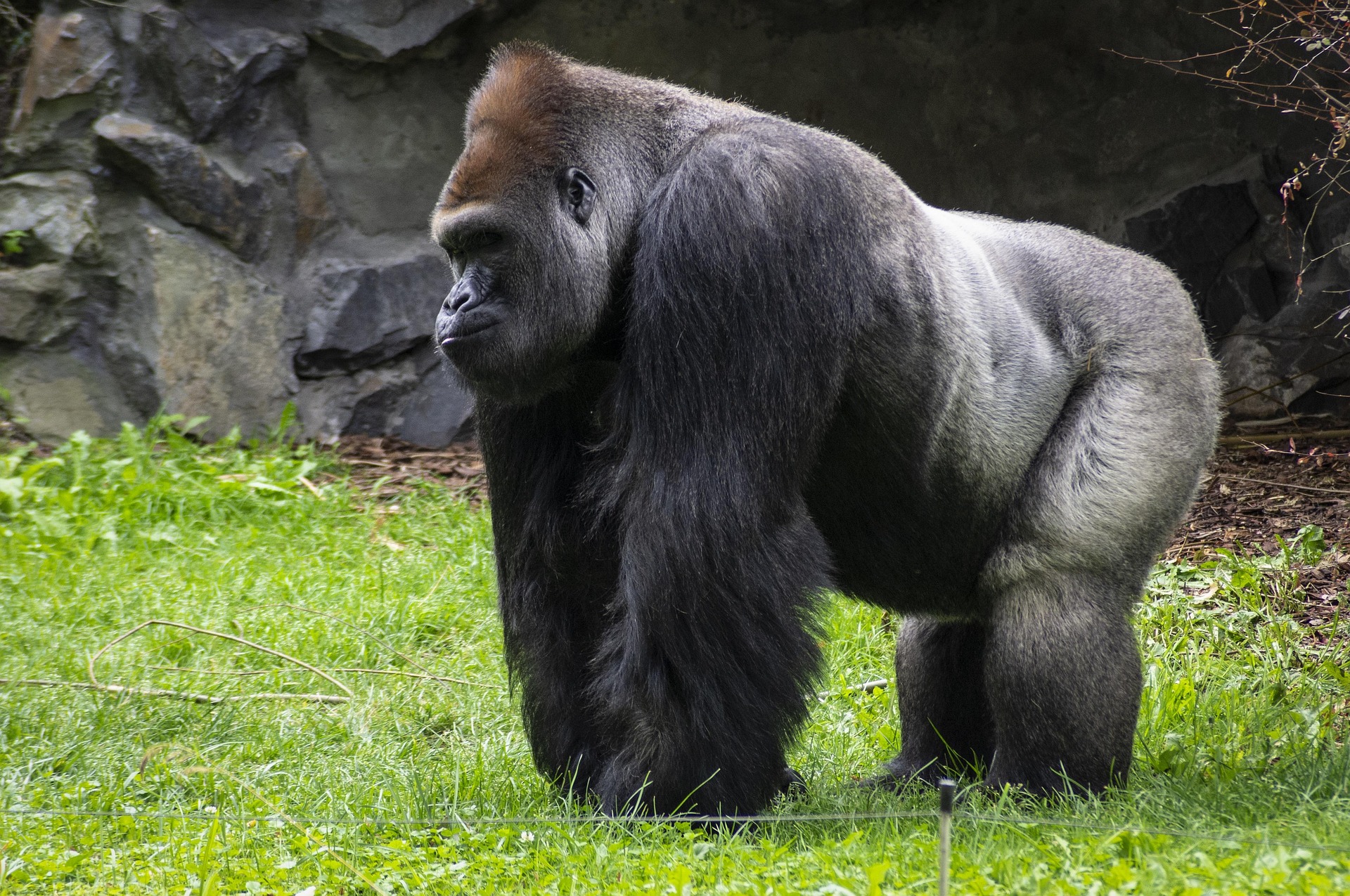 Western gorilla in natural habitat