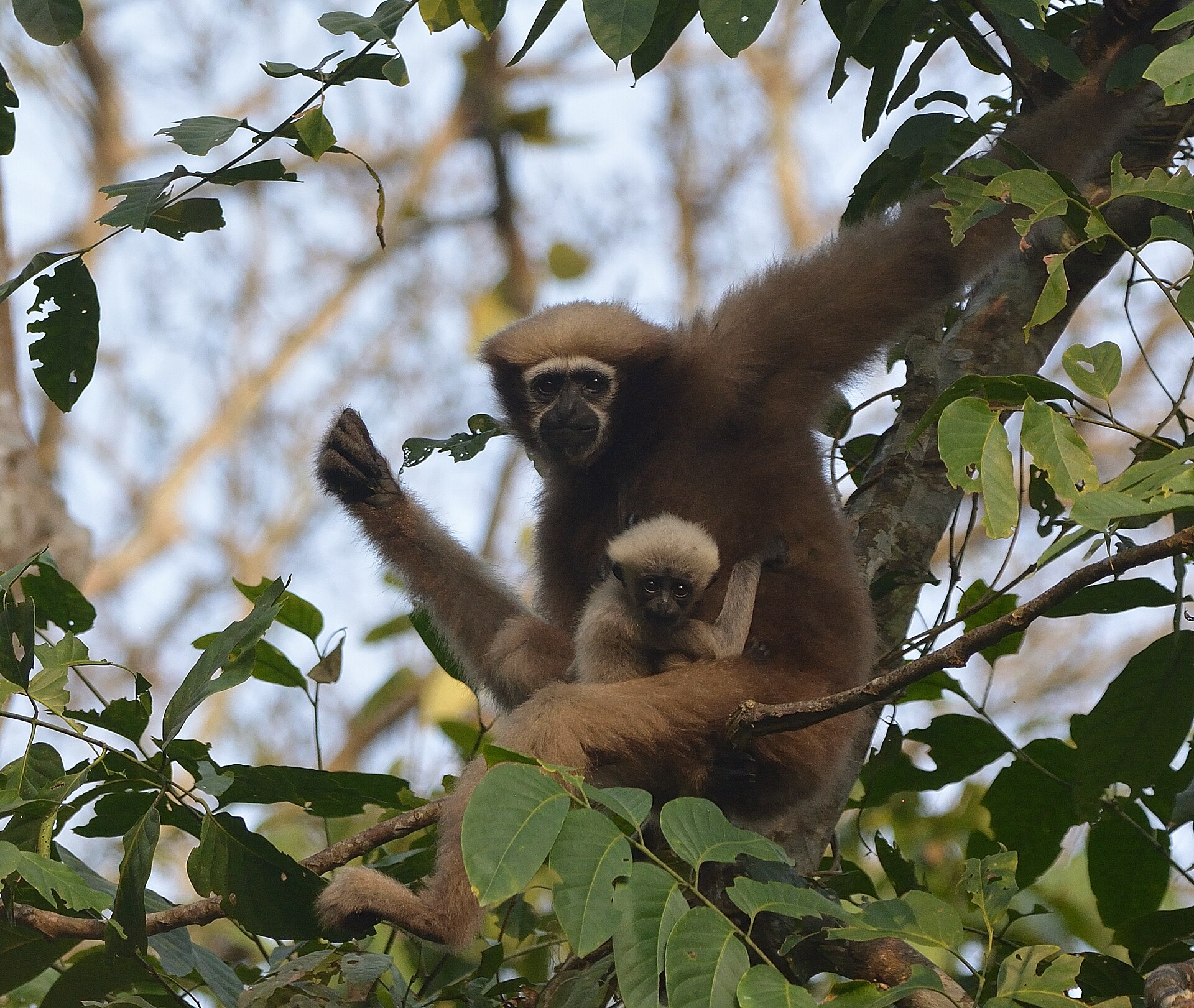 Western Hoolock Gibbon, Hoolock hoolock