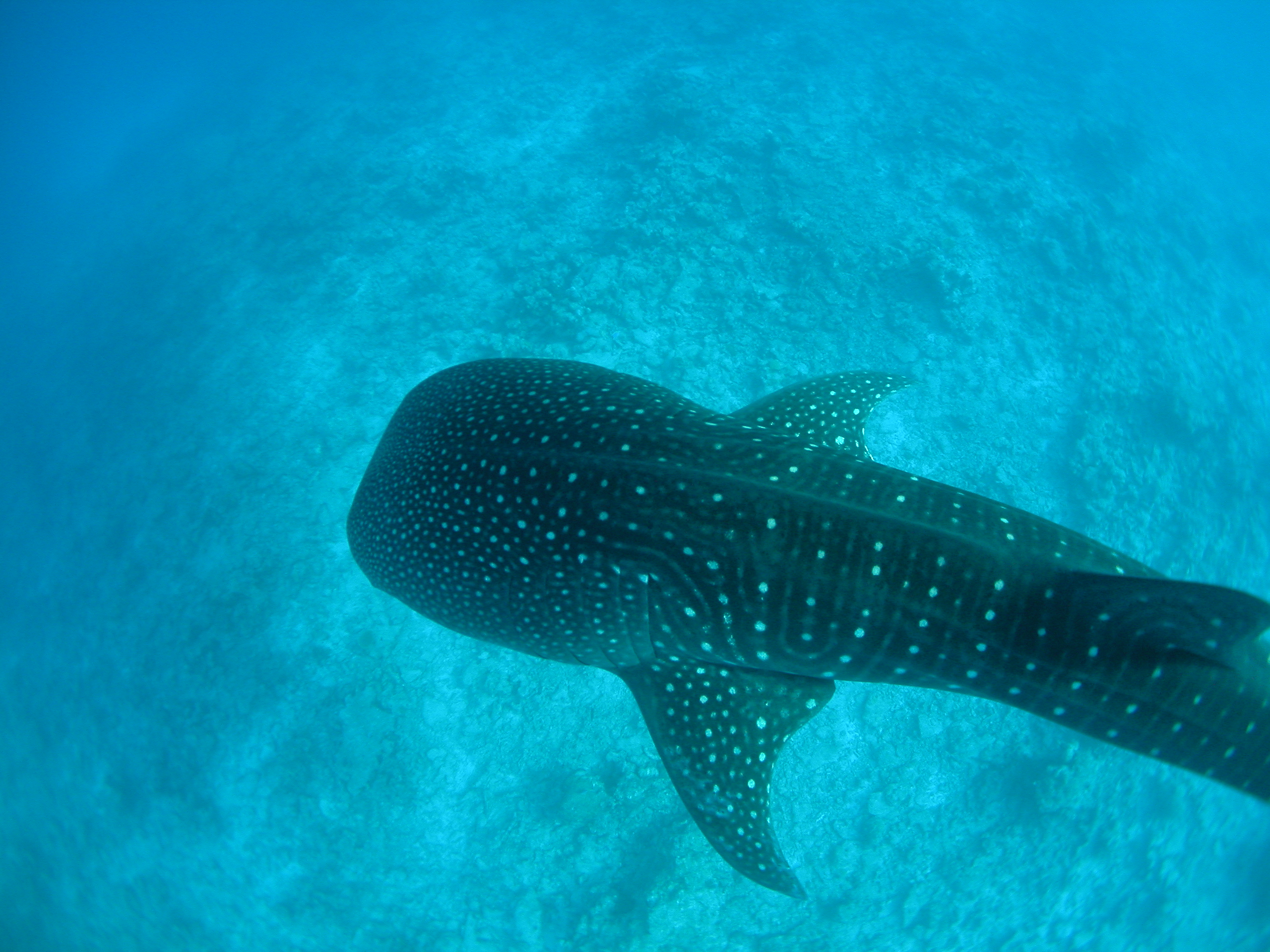 Whale Shark, Rhincodon typus