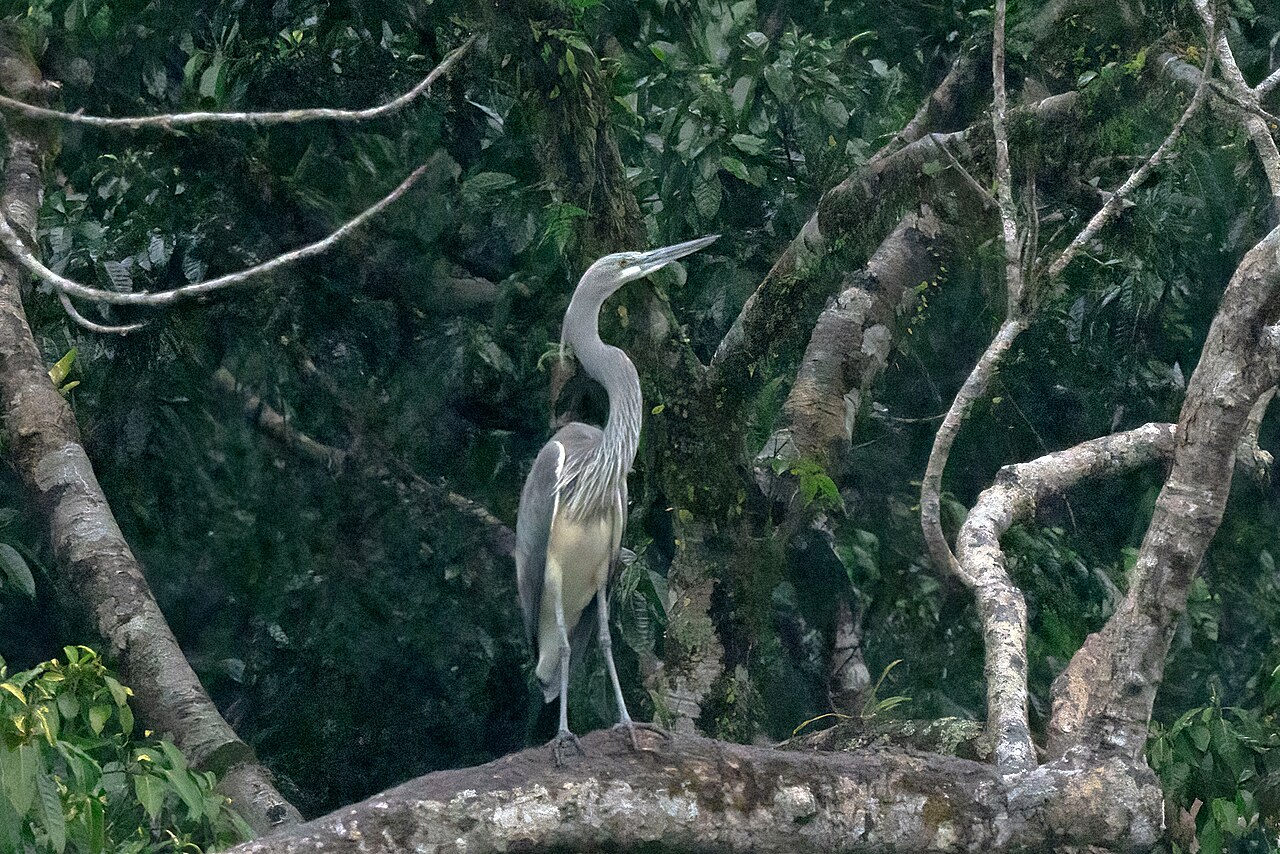 White-bellied Heron, Ardea insignis