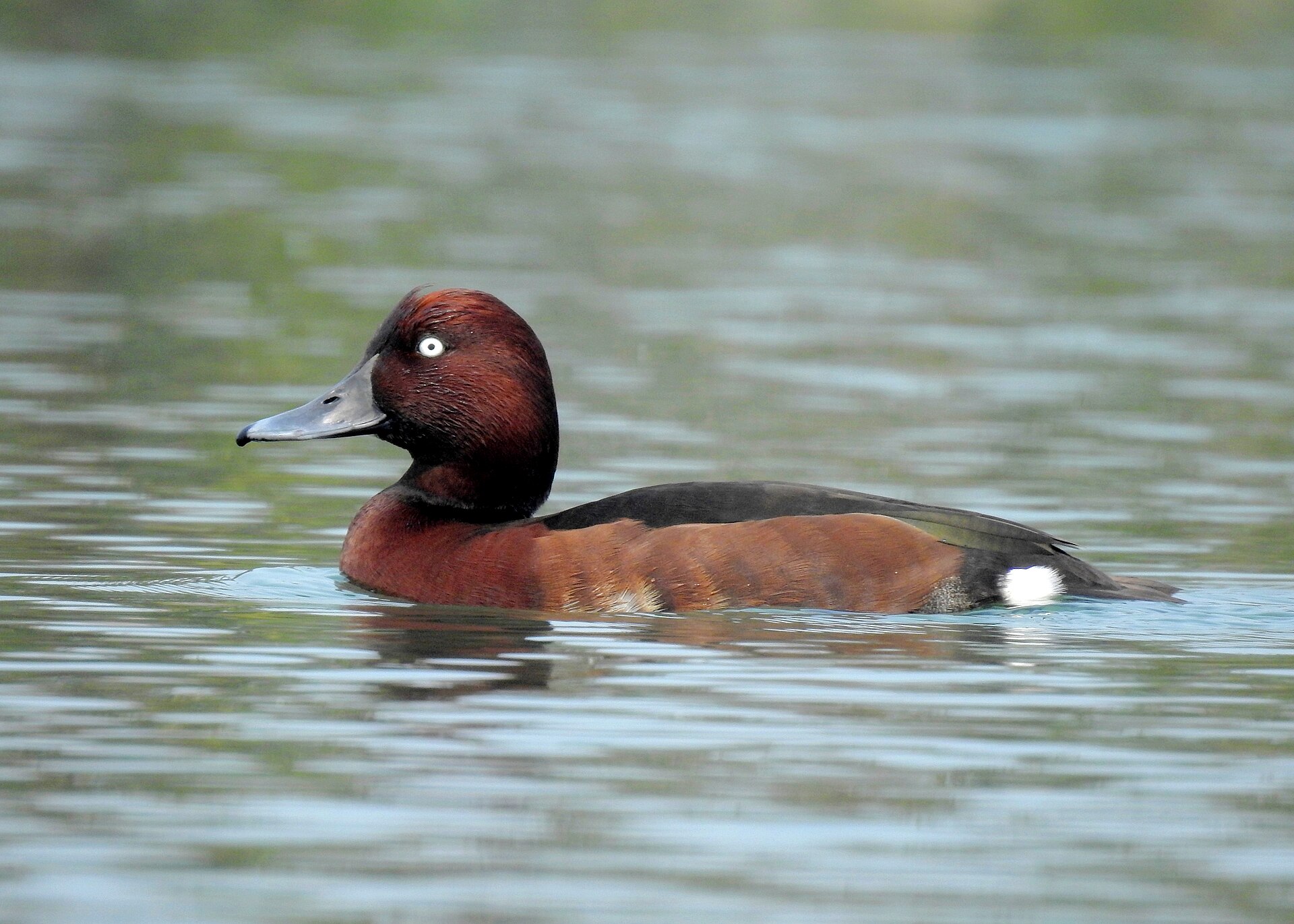 Male White-eyed Pochard showing rich chestnut plumage and distinctive pale eye