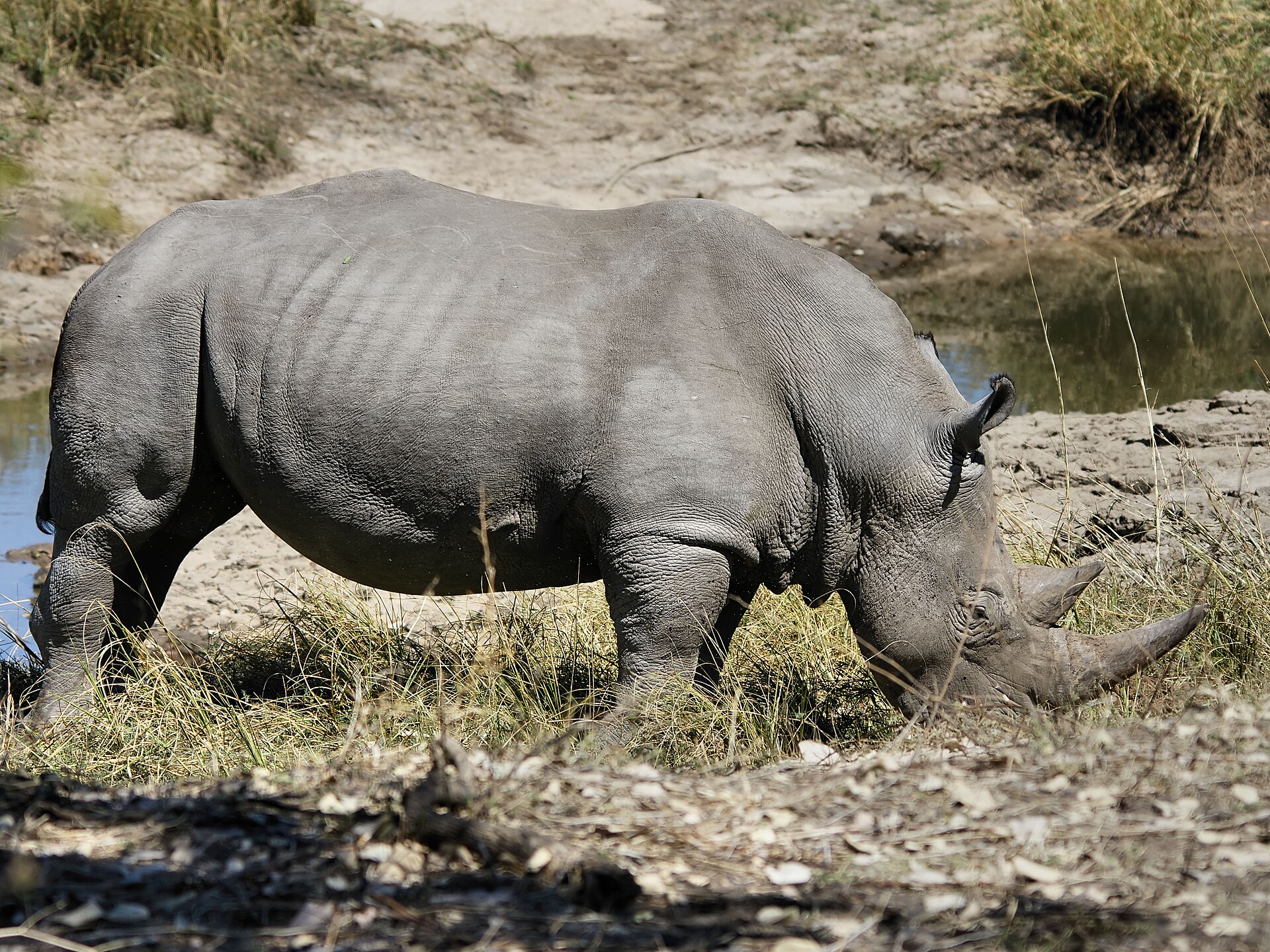 White Rhinoceros standing in African grassland habitat