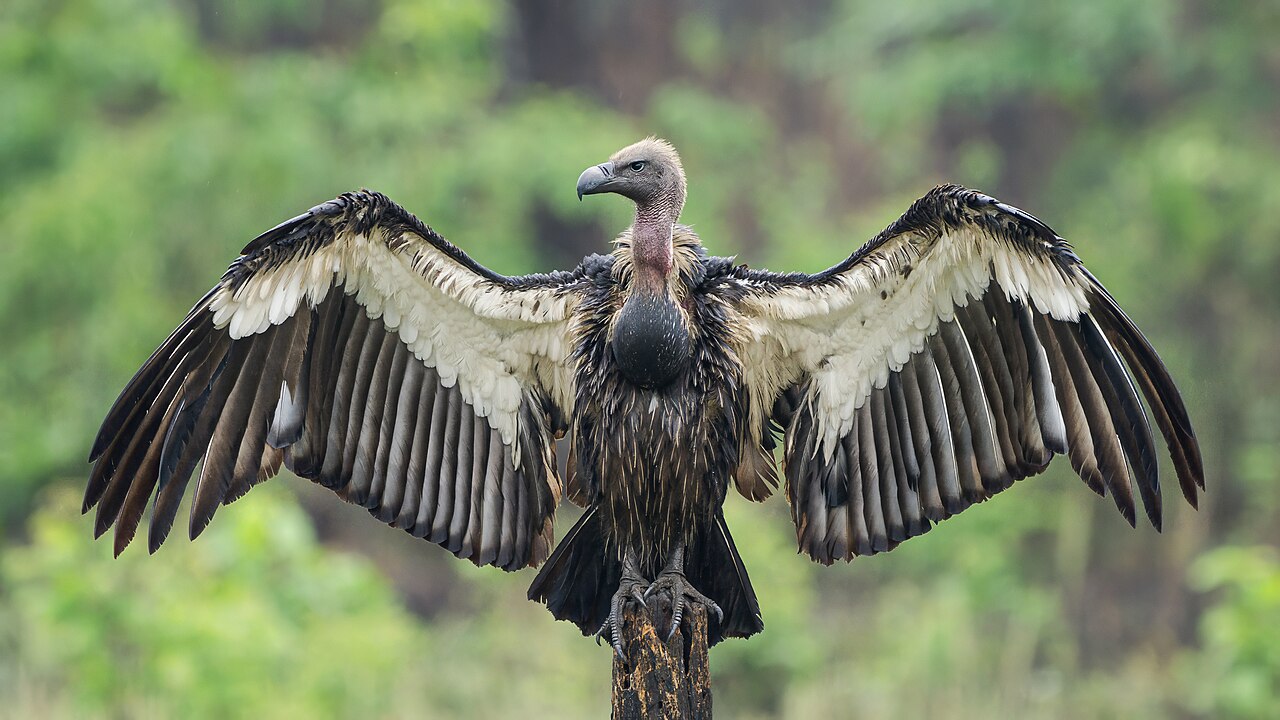 White-rumped Vulture, Gyps bengalensis