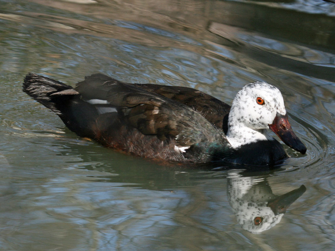 White-winged Wood Duck showing its dark body, pale head and conspicuous white wing patch