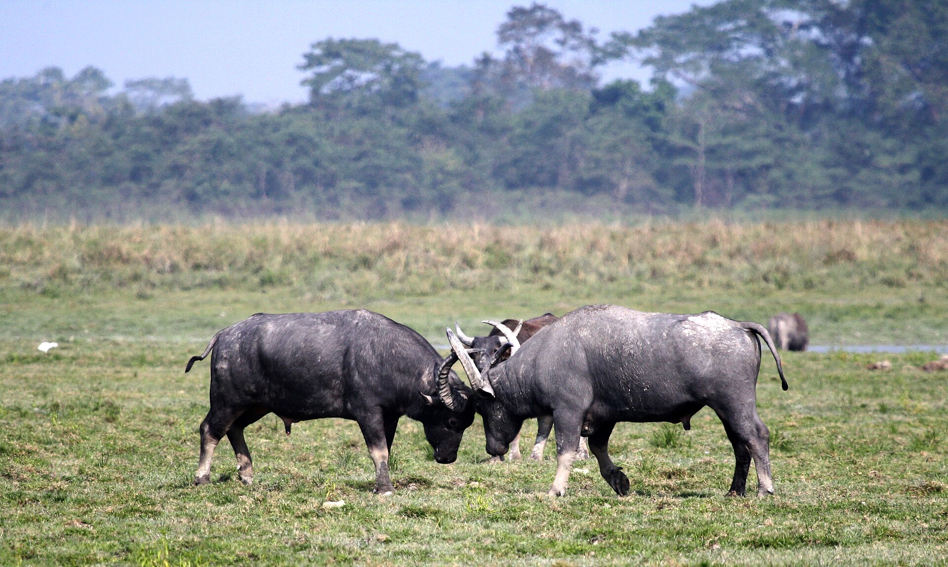 Wild Water Buffalo in an Indian floodplain grassland