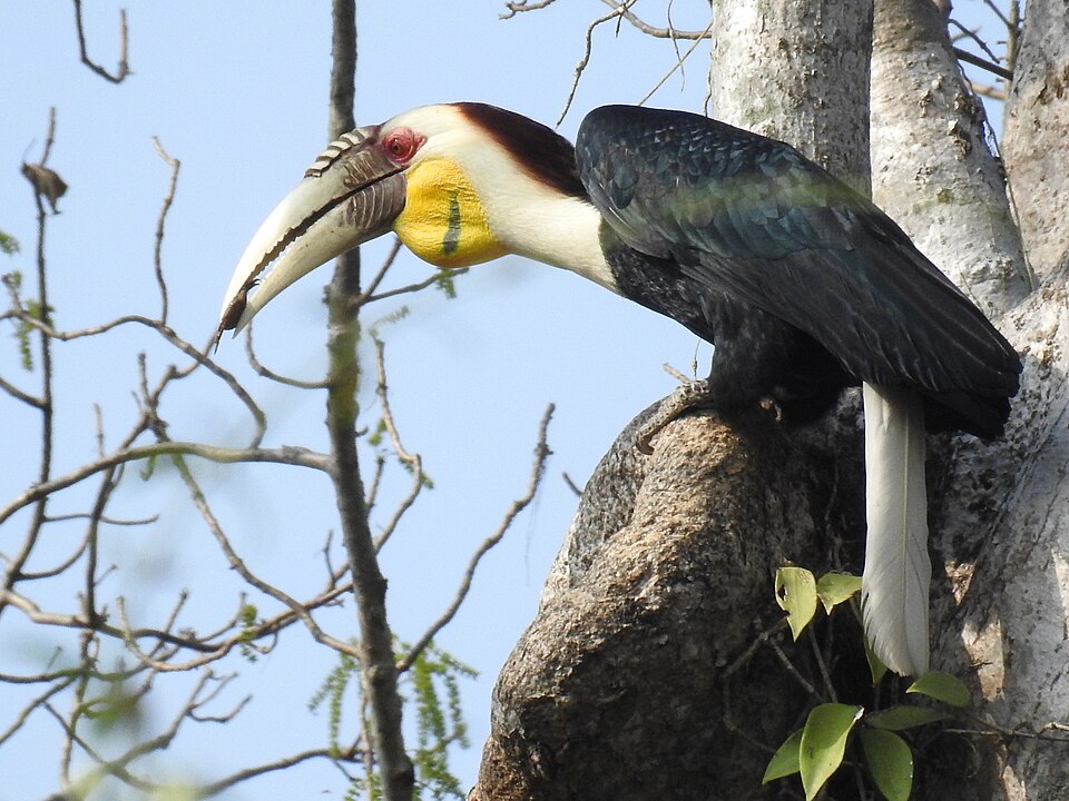 Wreathed Hornbill, Rhyticeros undulatus