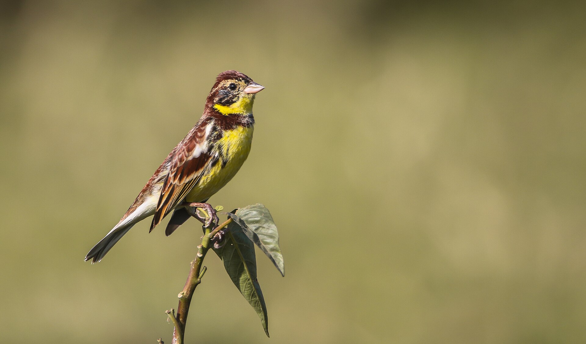 Yellow-breasted Bunting, Emberiza aureola