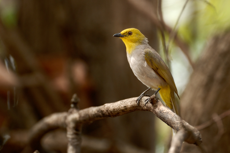 Yellow-throated Bulbul, Pycnonotus xantholaemus